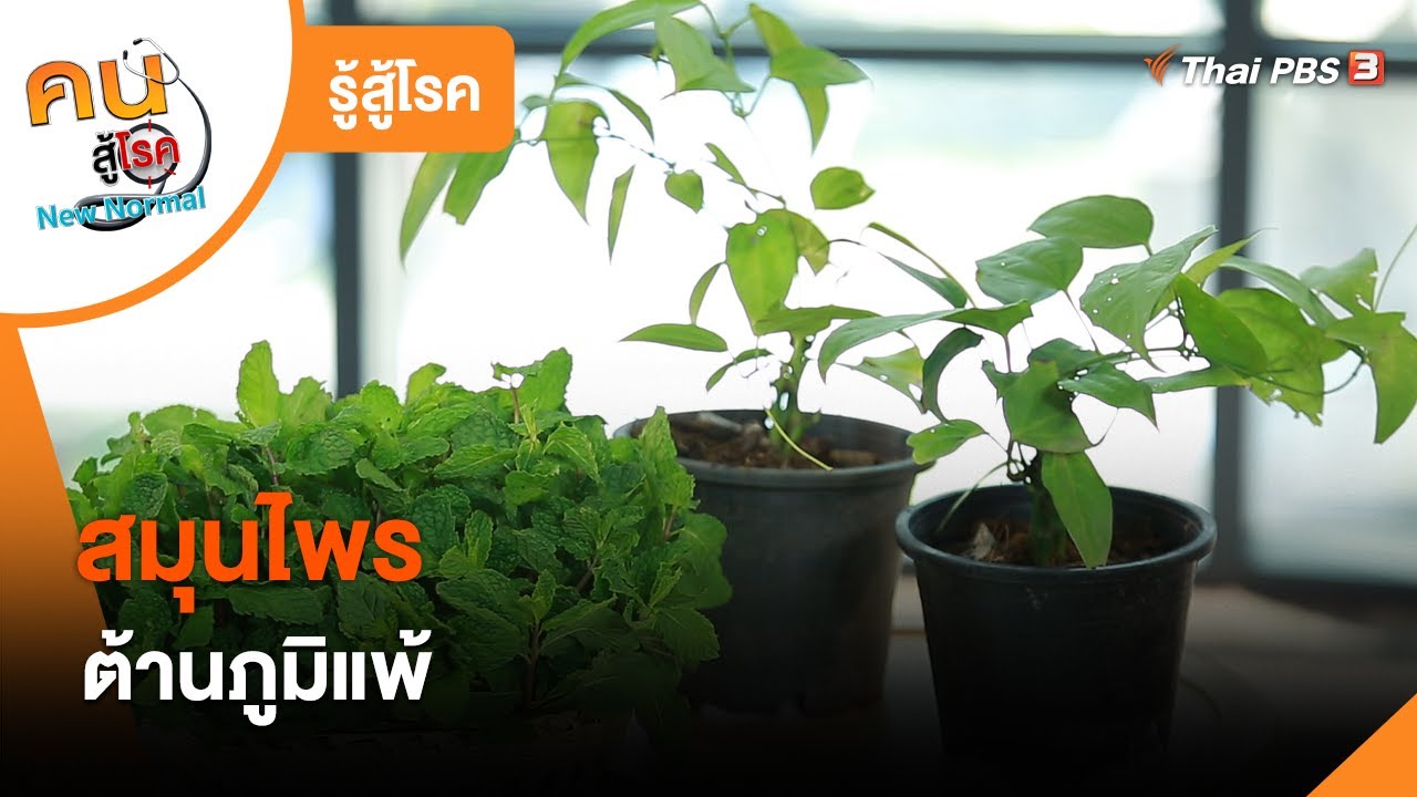 สมุนไพรต้านภูมิแพ้ : รู้สู้โรค (25 ม.ค. 65)