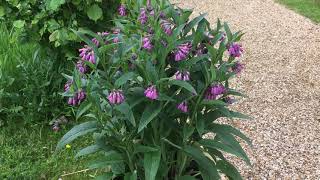 Growing Comfrey