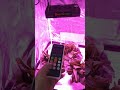 GL-217 1000W Remote Control Auto Timing Group Control LED Grow Light Full Spectrum for Greenhouse