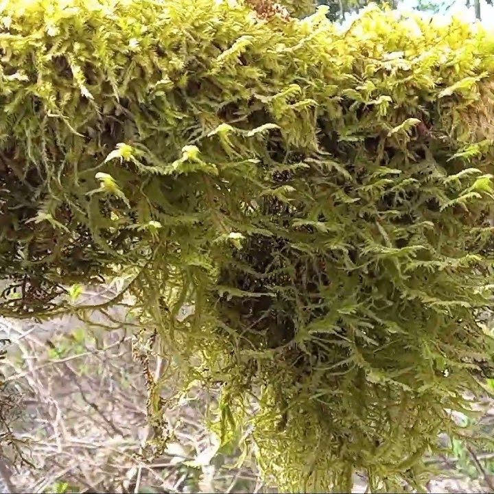 Mosses
