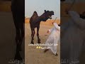 ضحك وناسه