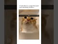 cats can talk