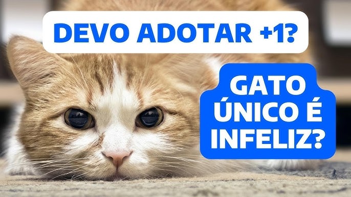 10 coisas que deve saber antes de adotar um gato