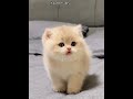 breathing cotton #shortviral #funnycats #cute #purrfect #purrrr