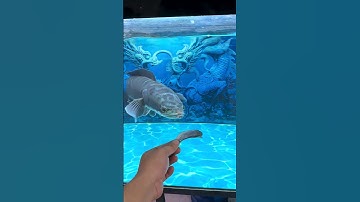 cho cá lóc bông và yellow sentarum ăn #casanmoi #locbong #yellowsentarum cre: tiktok