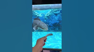 cho cá lóc bông và yellow sentarum ăn #casanmoi #locbong #yellowsentarum cre: tiktok