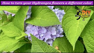 Turning your Hydrangea flowers a different color - DIY - YouTube