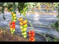 Organic tomato in soil bombardier and caos effect in fruit kimitec spain