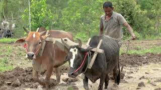 जय हरियाणा! जय भारत!" - Ram Ram Sare Bhaiya ne