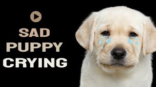 puppy crying sound effects ~ puppy crying sounds for dogs