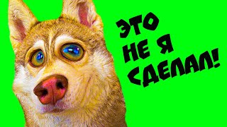 СБОРНИК РЖАЧНЫХ МОМЕНТОВ!! (Хаски Бублик) Говорящая собака Mister Booble