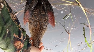 Panen Belibis Jumbo di JAMBI | NSA Slug 20,5 | Toko Senapan Jambi | Gudang Senapan Jambi | Toko PCP