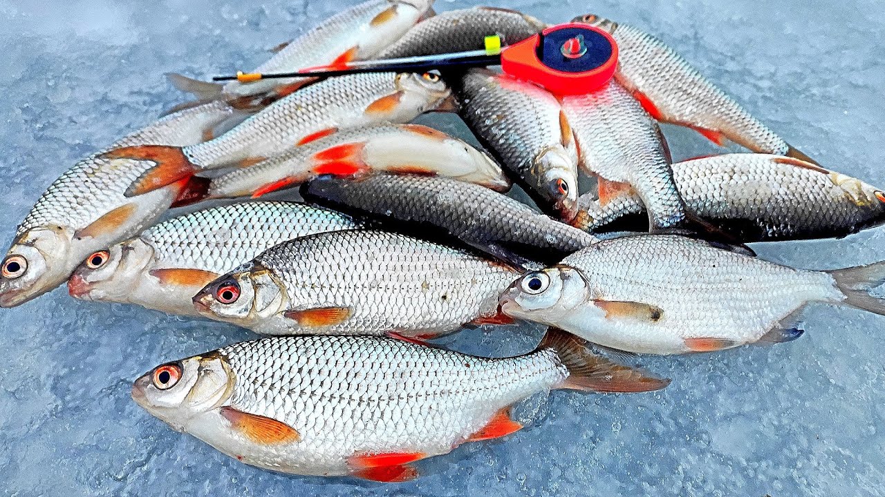 Рыба рузского водохранилища