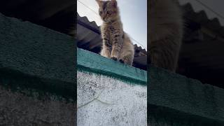 Cat Lovecatcatcareprettycat