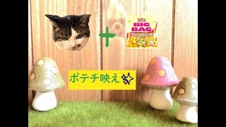 犬猫の癒し動画 可愛い日本猫 キャバリア ポテチ映えに挑戦する猫さん 第27話 Youtube 犬猫の癒し動画 可愛い日本猫 キャバリア ポテチ映えに挑戦する猫さん 第27話 Youtube