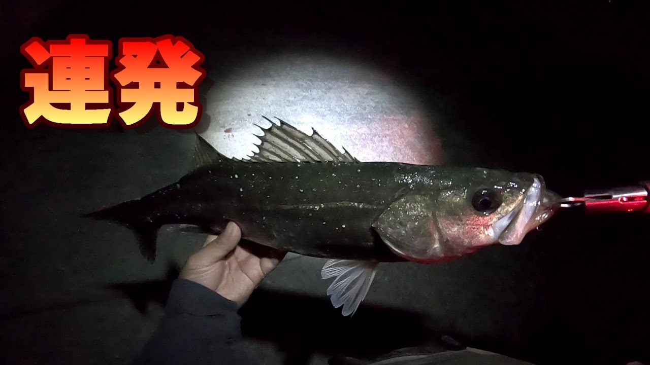 シーバスフィッシングのコツ 釣れるパターンの再現 Youtube