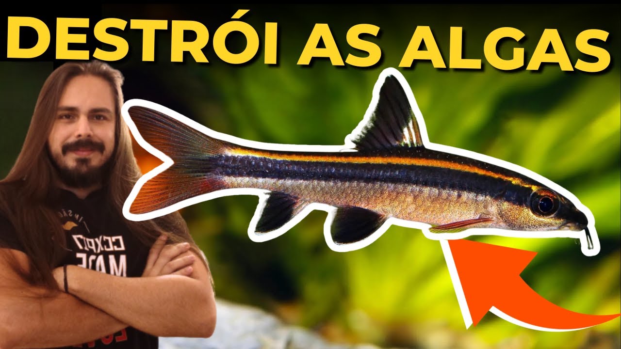 🔴ESSE PEIXE VAI DIZIMAR AS ALGAS DO SEU AQUÁRIO ( FLYING FOX