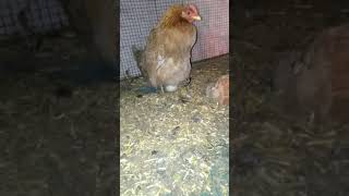 hen laying egg