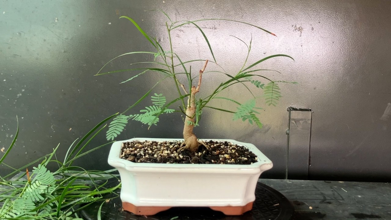 Acacia Implexa bonsai 3+ years development