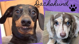 Funny Dachshund Dog Video Compilation,  You Can't Resist To See These Adorable Faces.