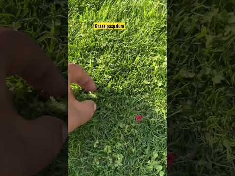 Video: Uso de sustitutos del césped para su jardín: conocimientos de jardinería