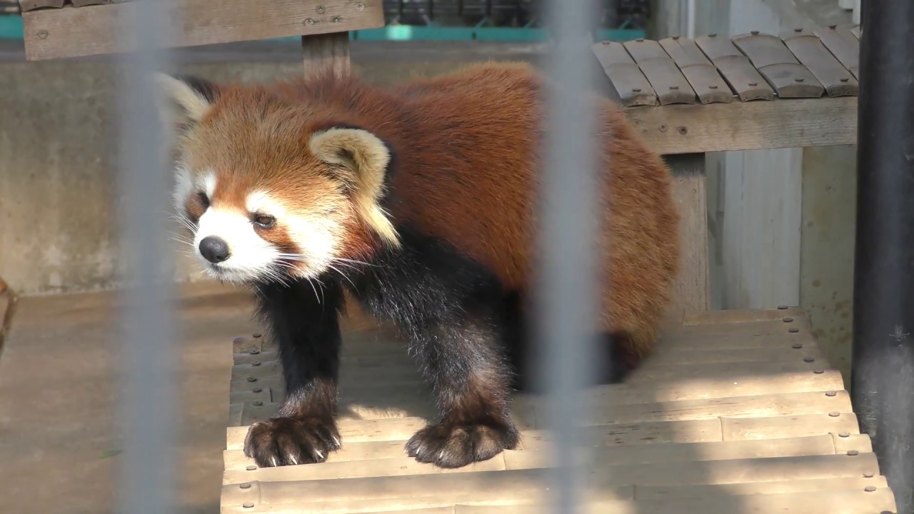 Lesser panda (Ichikawa Zoological and Botanical Garden, Chiba