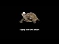 [adult swim] - Slightly Used Turtle Bump