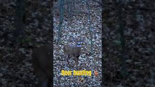 Big Buck Walks Right In! 🦌 | Deer Hunting Moment You Won’t Believe. #bigbucks #bowhunt #huntinglife