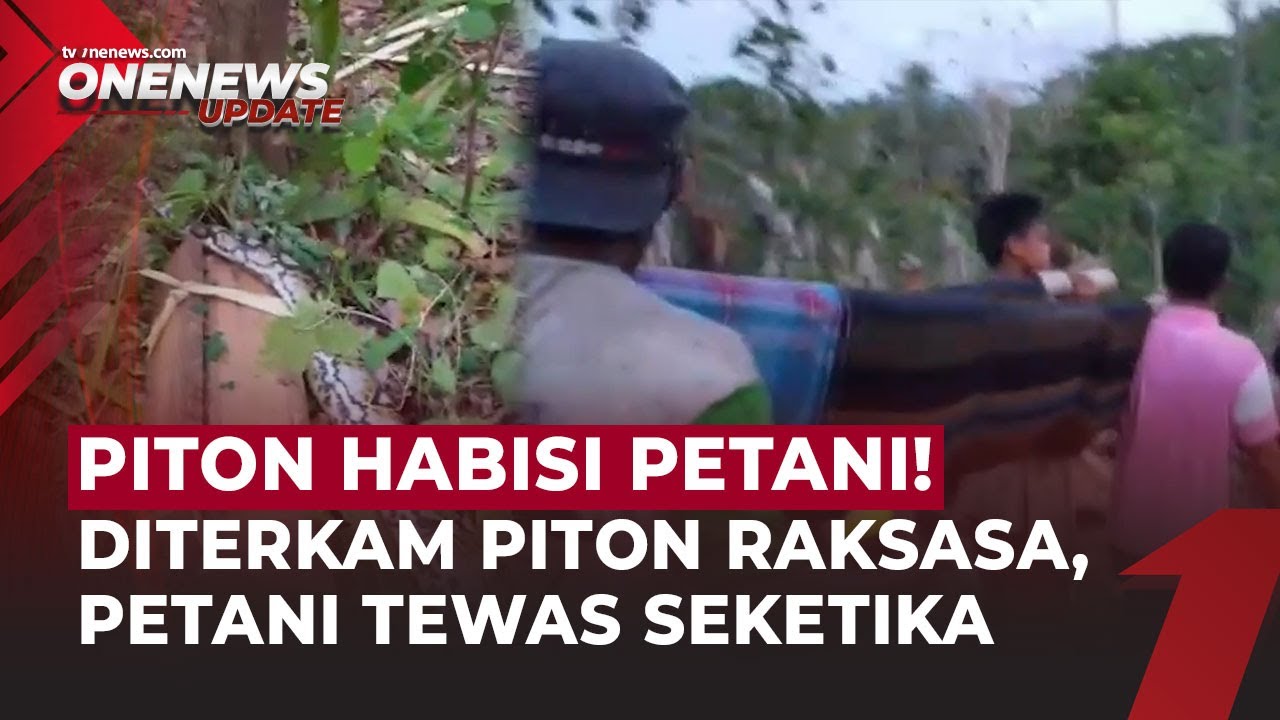 Petani Pulang dari Kebun Tiba-Tiba Dililit Ular Piton 7 Meter hingga Tewas | OneNews Update