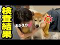 柴犬が病院へ行った結果…娘がウザ過ぎて嫌われました