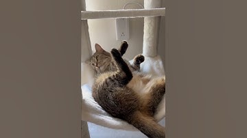 Catnip Sunday #cats #catshorts #shorts #tabbycat #floofycat #catnip #funnycats #lazycats #funny #lol