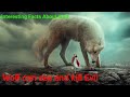 Interesting Facts About Wolf | The Unsung warrior #wolf