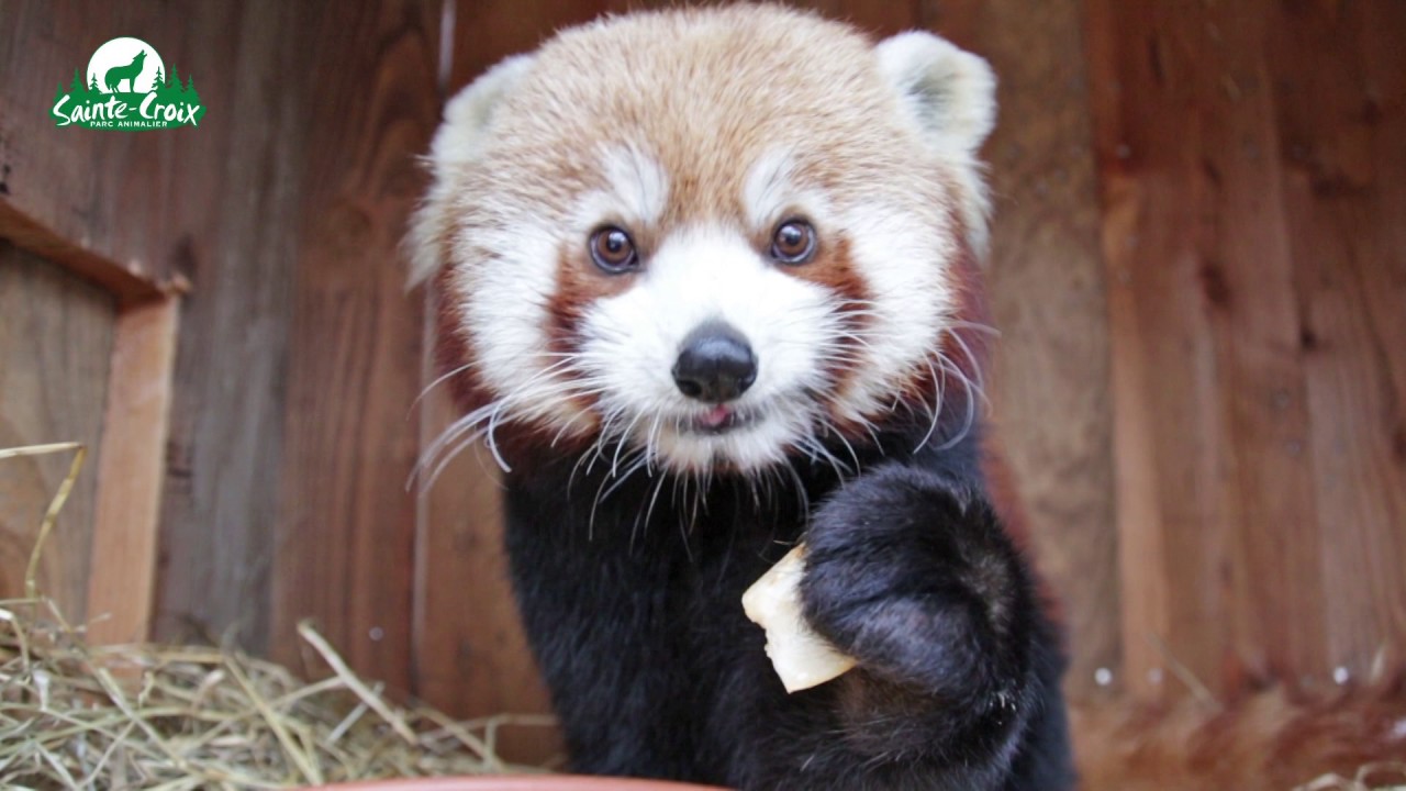 Un Panda Roux Mange Une Poire Adorable Youtube