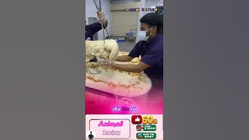 Món ăn bứu lạc đà tại Ả Rập Xê Út