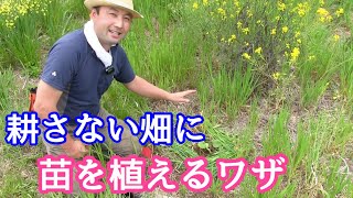 【自然農法】耕さない、不耕起の畑に「苗」を植えるワザ