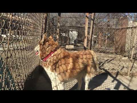 რა ასაკიდან შევაჯვაროთ ძაღლი...