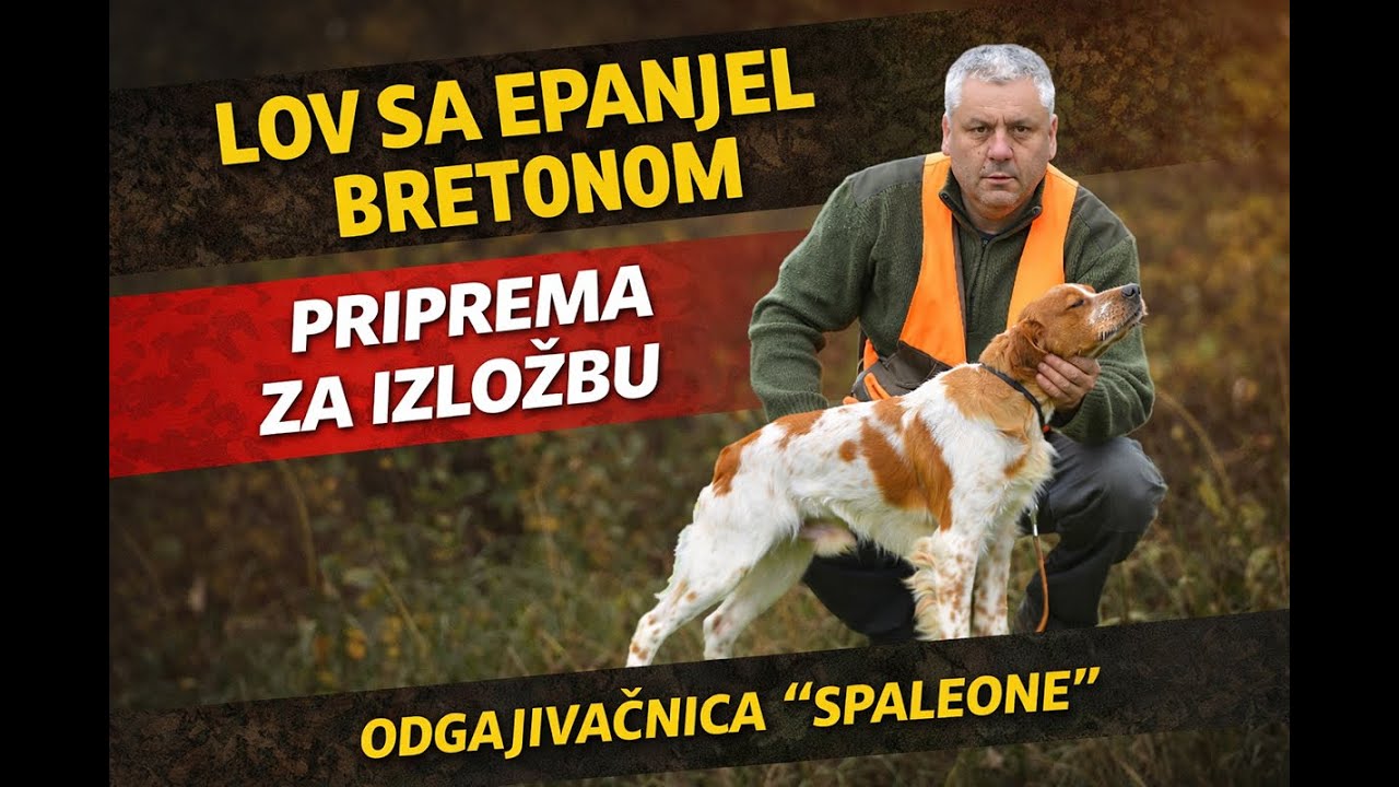 Kako Da Ti Pas Zablista Na Izložbi I Impresionira Sudiju? Kompletna Obuka I Priprema Psa Za Izložbu