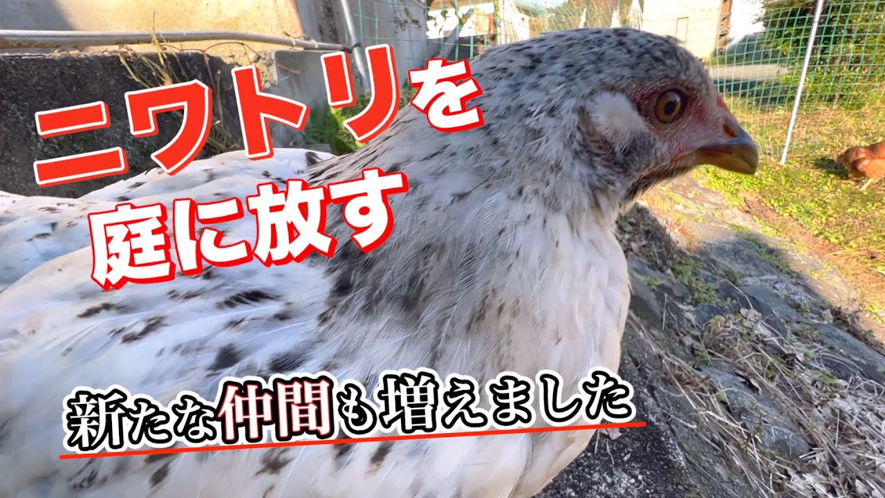 ニワトリを花畑だった所に放して畑の後始末