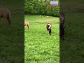 Horses playing in German farmhouse #Youtubeshorts