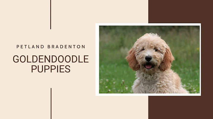 Goldendoodle Fun Facts