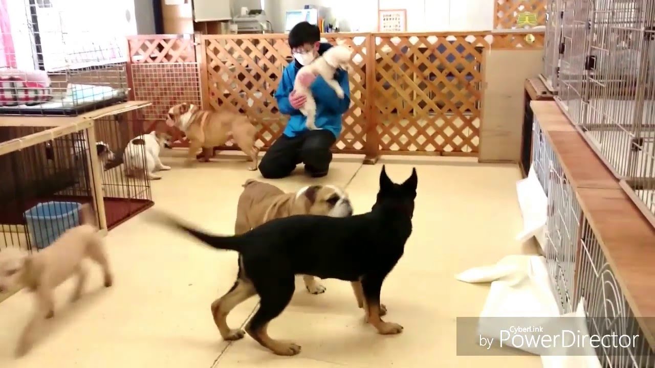 犬のしつけ ふれあい教室 YouTube