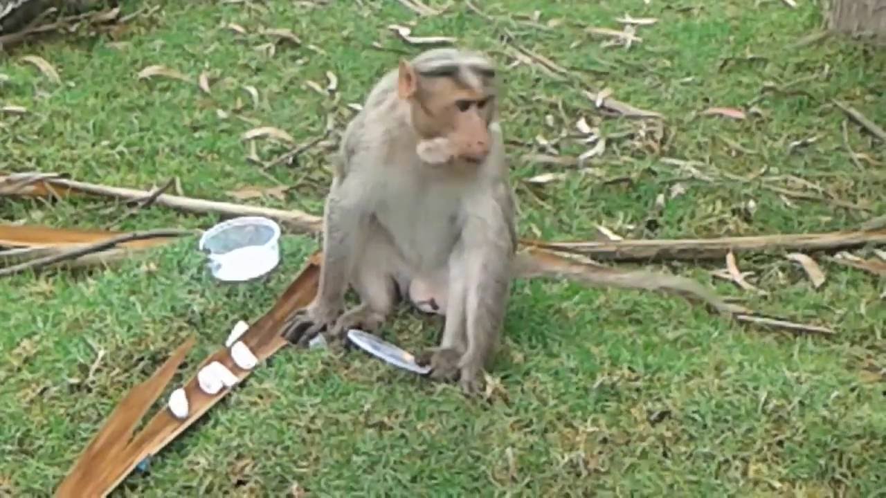gopanpally pincode Incredible India /A monkey at Kodaikanal