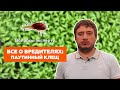 Всё о том, как защитить растения от паутинного клеща// Кенгуру