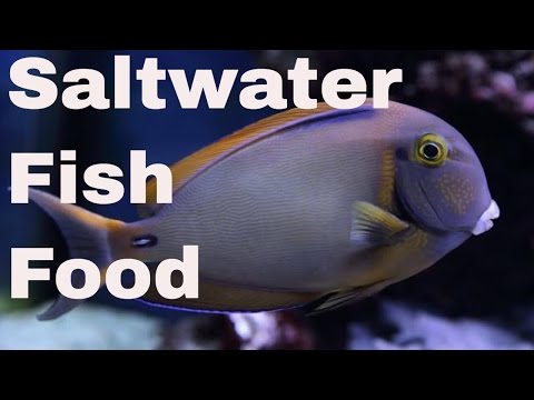 saltwater fish eating