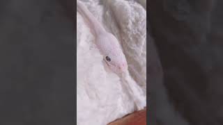 Hes Saying Good Morning