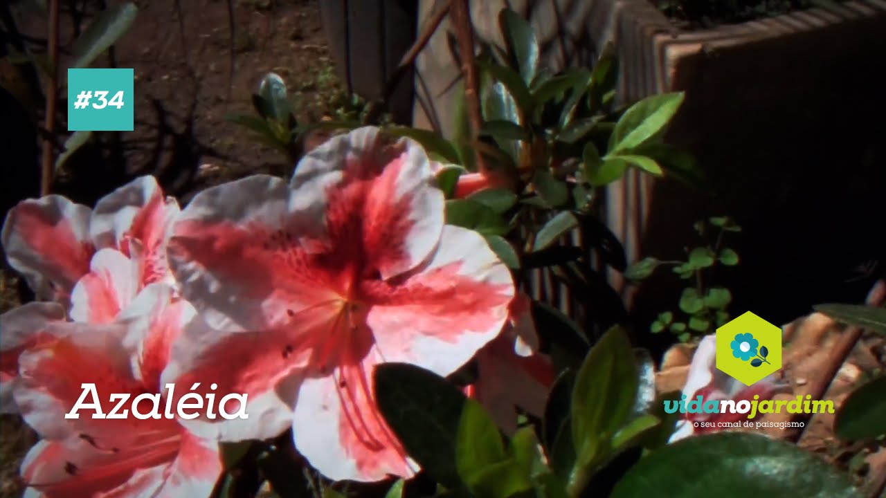 Dicas de plantas - Azaléia #34 Dicas de plantas - Azaléia #34