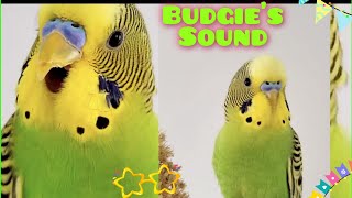 Budgie Sound When Calling Other Budgie Parakeets Sounds For Lonely Birds