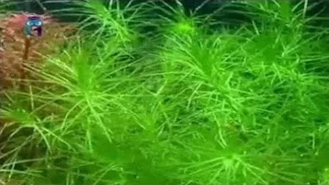 Водяная чума (Элодея канадская)