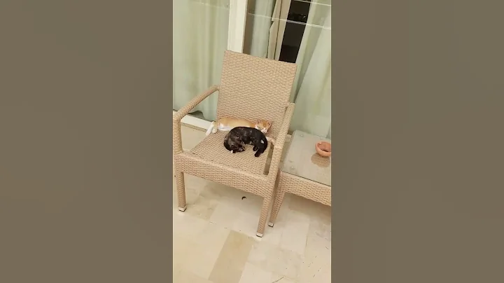 Siesta