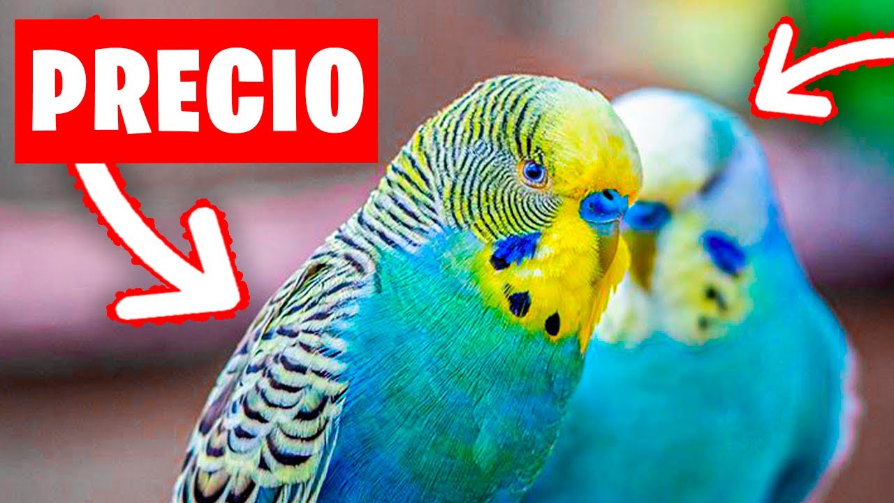 ¿CUANTO CUESTA UN PERIQUITO AUSTRALIANO? - YouTube